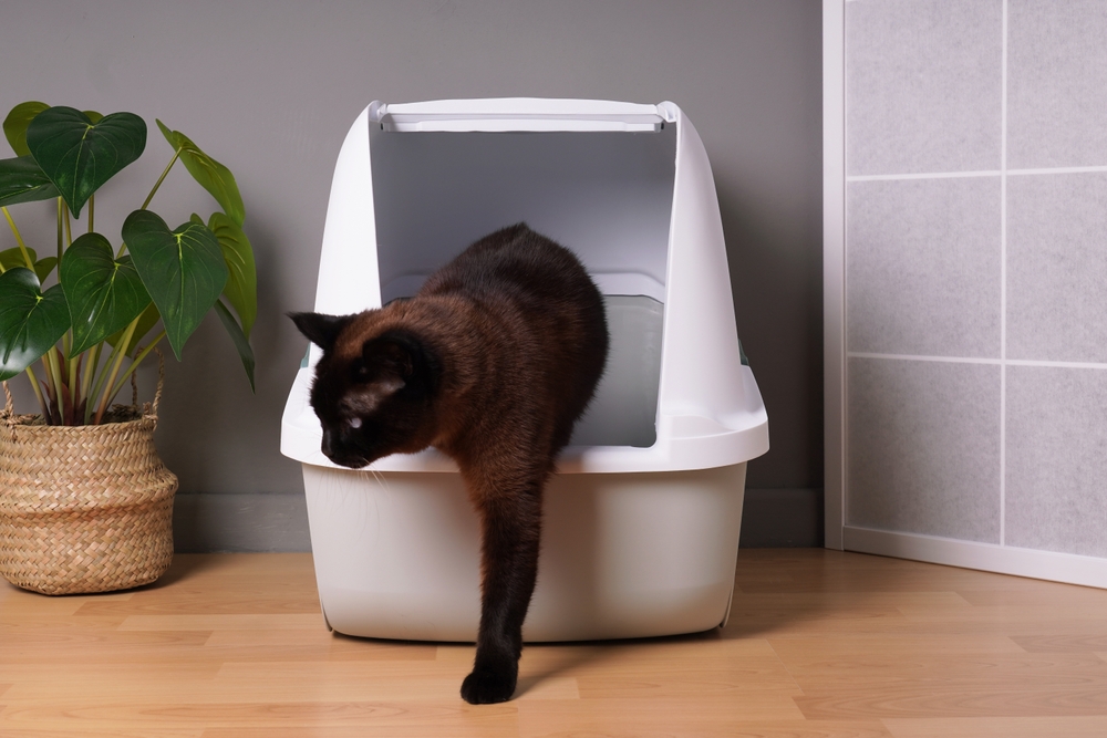 High-Sided Litter Boxes for a Cleaner Home in 2025